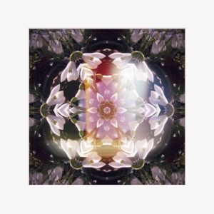 Snowdrop Light - 8x8" Fine Art Mounted Print